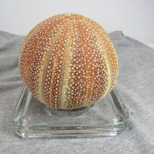 REAL Sea Urchin 4" tall on heavy Glass Display Dish Sea Shell Coastal